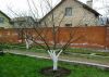 Услуги по обрезке садовых деревьев в Истре