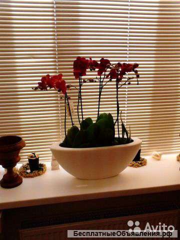 Черная орхидея 4 ст. в белой ладье