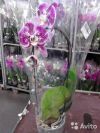 Фаленопсис Пиано каскад крупноцветковый