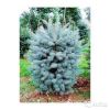 Ель колючая Супер Блю 30-40 см саженнец