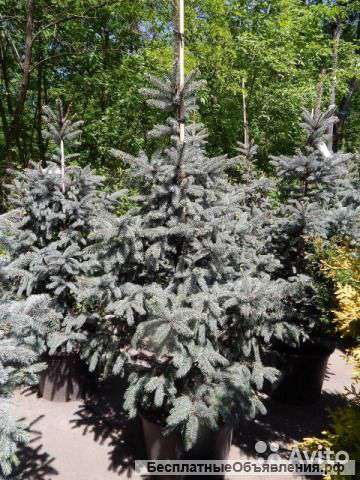 Ель колючая Фэт Альберт 50-80 см