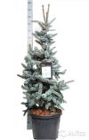 Ель колючая Хупси 110-120 см
