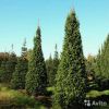 Ель обыкновенная Колумнарис 70-80 см
