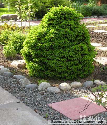 Ель обыкновенная Олендорфи 30-40 см