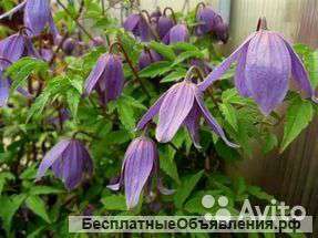 Клематис альпийский