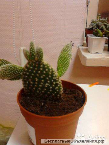 Опунция Альбиспина