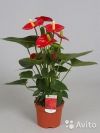Антуриум Туренца. Красный