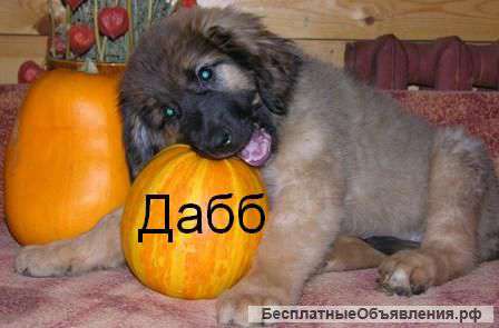 Щенки леонбергера не дорого