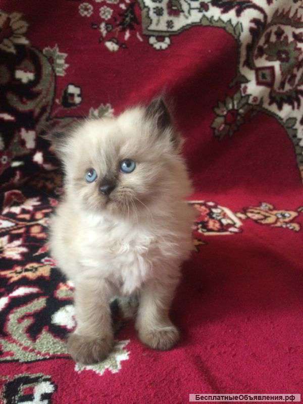 Невская маскарадная котята