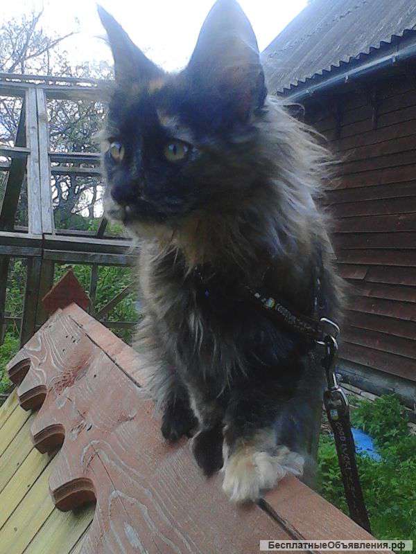 Котята мейн-кун