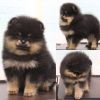Щеночки померанского шпица. 3 месяца