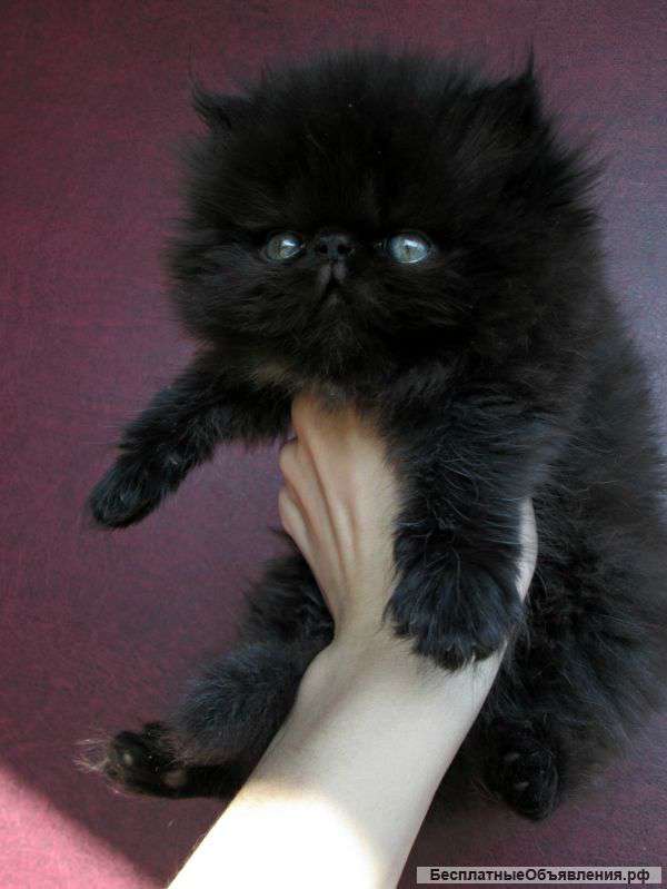 Шикарный персидский котёнок