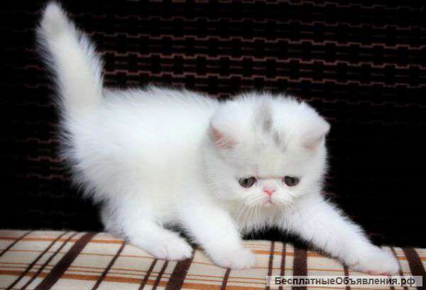 Экзотические котята (девочки) из питомника