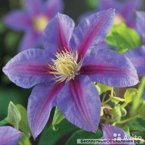Клематис гибридный Барбара Жакман