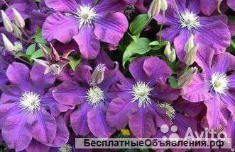 Клематис Варшавска Найк саженец