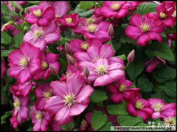 Клематис гибридный Вилли Де Лион саженец