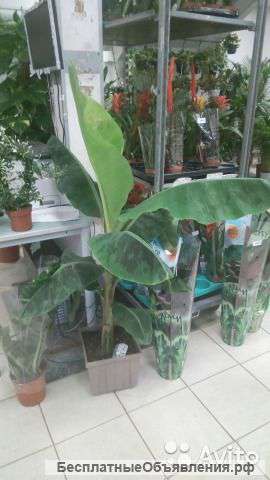 Комнатный Банан Фото