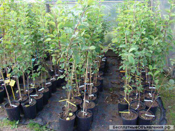 Саженцы плодовых деревьев