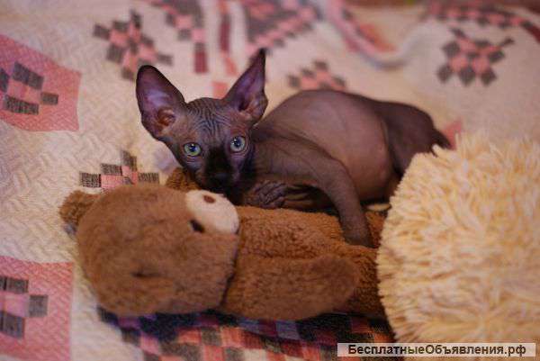 Продаются котята Канадского сфинкса