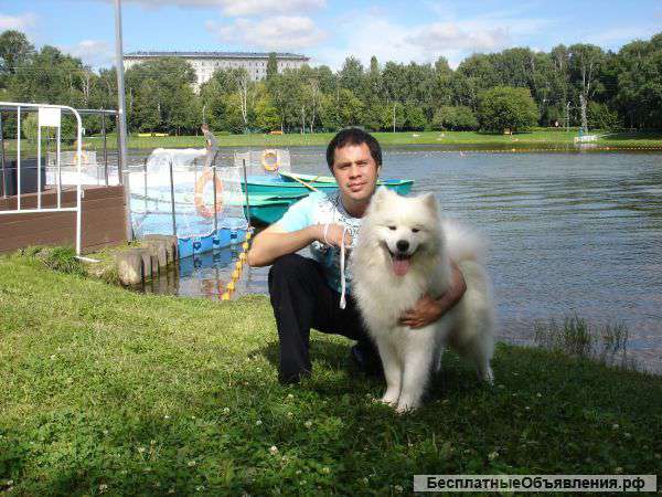 Щенки Самоедика