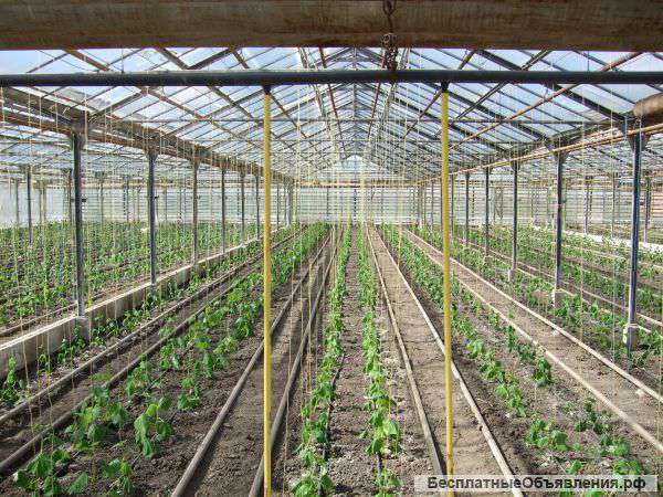 Хозяйство: тепличный комплекс по выращиванию рассады и овощей
