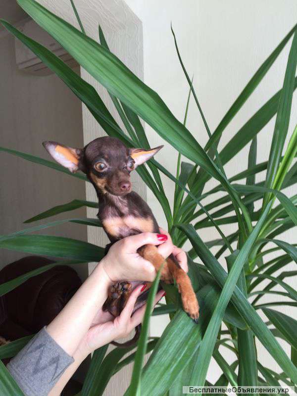 Кукольная малышка той терьера