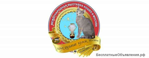 Выставка кошек в москве 07-08 мая 2017 трц гудзон