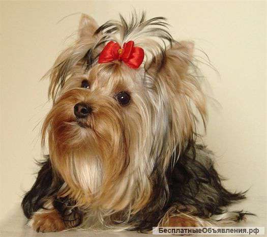 Груминг(стрижка  и тримминг собак) с выездом на дом