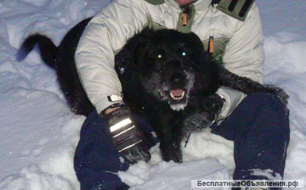 Верный сторожевой пес