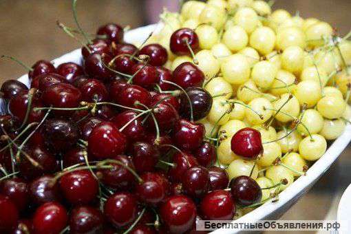 Овощи и фрукты.Черешня
