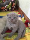 Шотландские вислоухие котятя