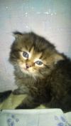 Кошечку шотладнская вислоухая