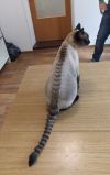 Стрижка кошек