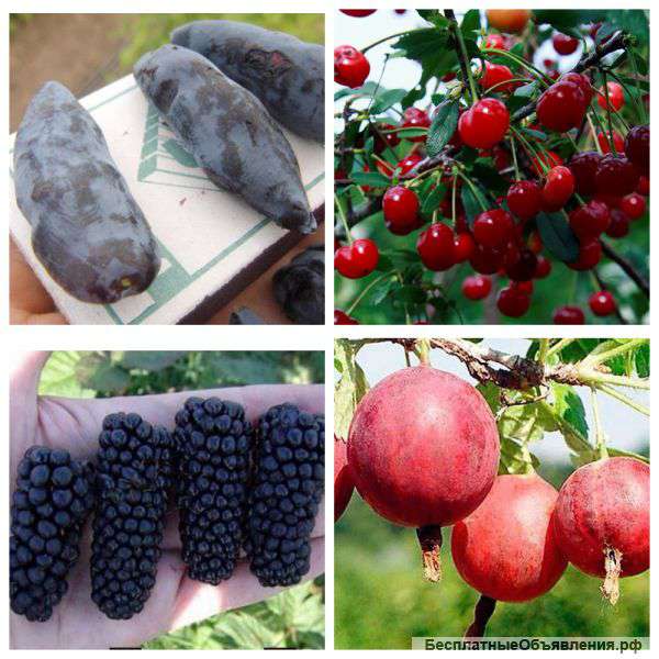 Крупноплодная малина, крыжовник и ежевика
