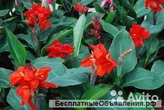 Канна Хэппи Кармен