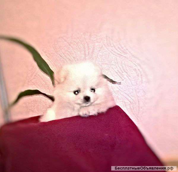 Щенки помов и малых шпицов