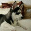 Щенка Сибирского Хаски из питомника РКФ