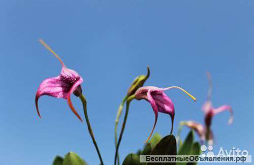 Орхидея Масдеваллия розовая