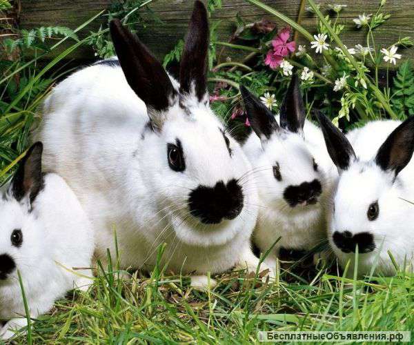 Кролики ушастики