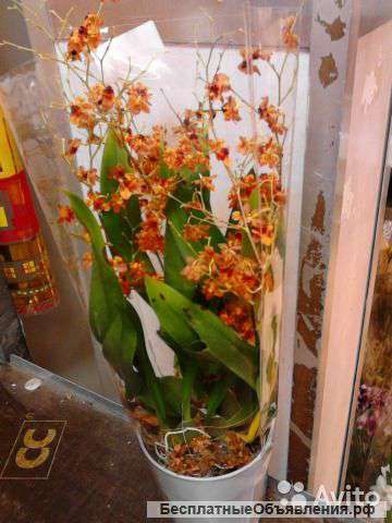Орхидея Онцидиум Tiny Twinkle Cinnamon