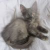 Сибирский серебристый черепаховый котёнок