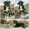 Отдадим собачку в хорошие руки