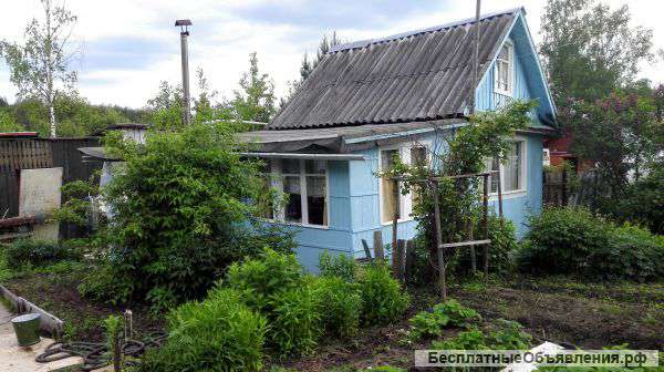Плодоносящий участок