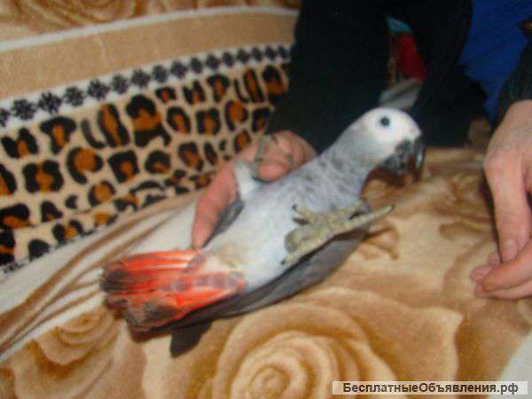 Попугай жако