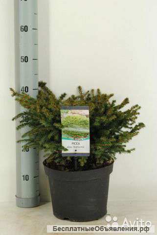 Ель Абиес Нидиформис 25-30 см