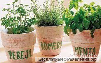 Пряности в керамическом горшке KM108