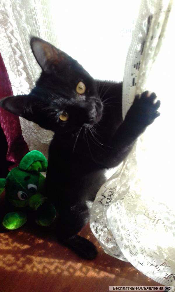 Привлекательный чёрный кот
