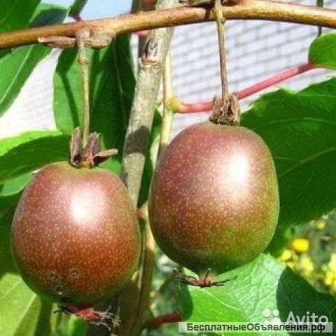 Актинидия острая Вейки, женский сорт