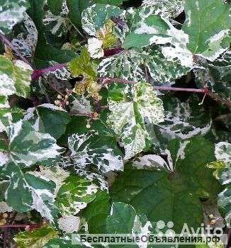 Ампелопсис железистый Элеганс 60-90 см
