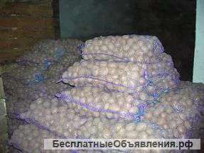Семенной картофель оптом от производителя 8 р/кг